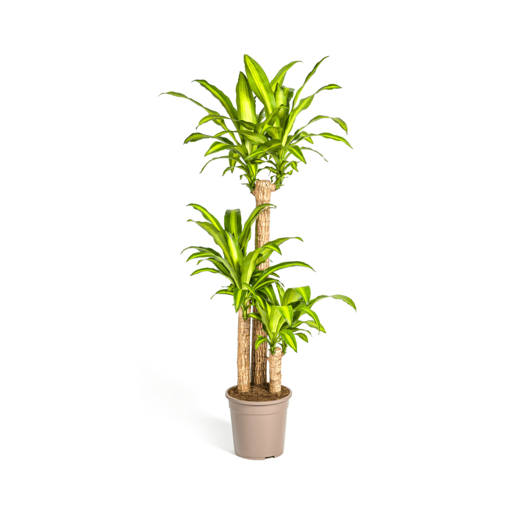 Dracaena fragrans massangeana ø24cm - ↕130 - 150cm - plantes d'intérieur