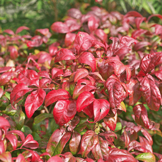 Nandina domestica firepower - nandina domestica firepower pot 21cm