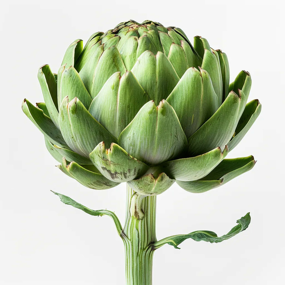 35 graines d'artichaut - potager -semences paysannes reproductibles - semisauvage permaculture