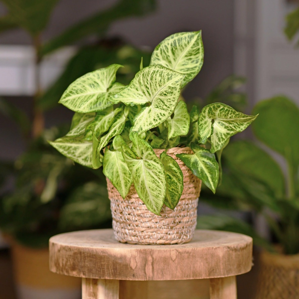Syngonium panaché patte d'oie - le pot / ø 12cm / hauteur livrée environ 15cm