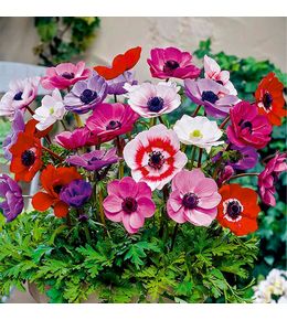 Mélange de 50 - anémone de caen - anémone de jardin - mélange de couleurs - bulbes à fleurs