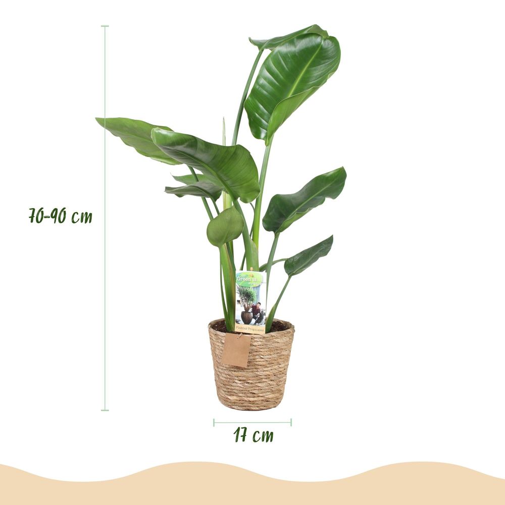 Strelitzia nicolai