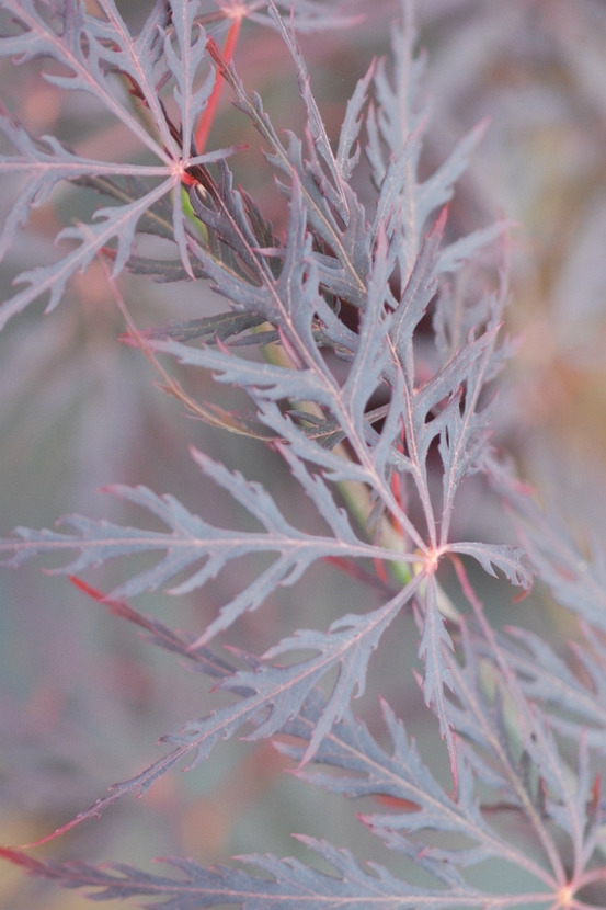 Erable 'dissectum garnet' - en pot de 2 litres
