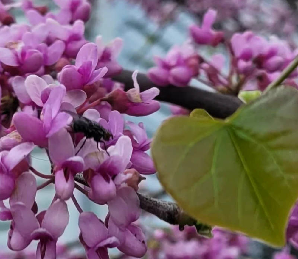 Cercis canadensis (gainier rouge, gainier du canada) couleur floraison:marron - pot de 2 litres - 30/50 cm