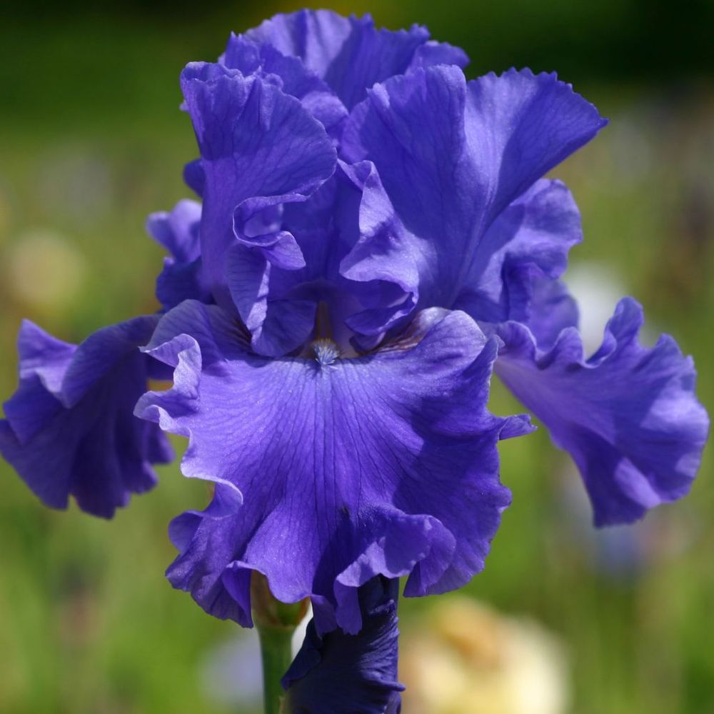 Iris des jardins 'yaquina blue' rhizome, calibre 10/15, qualité extra