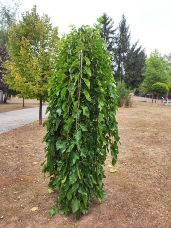 Morus alba pendula - pot 30 l