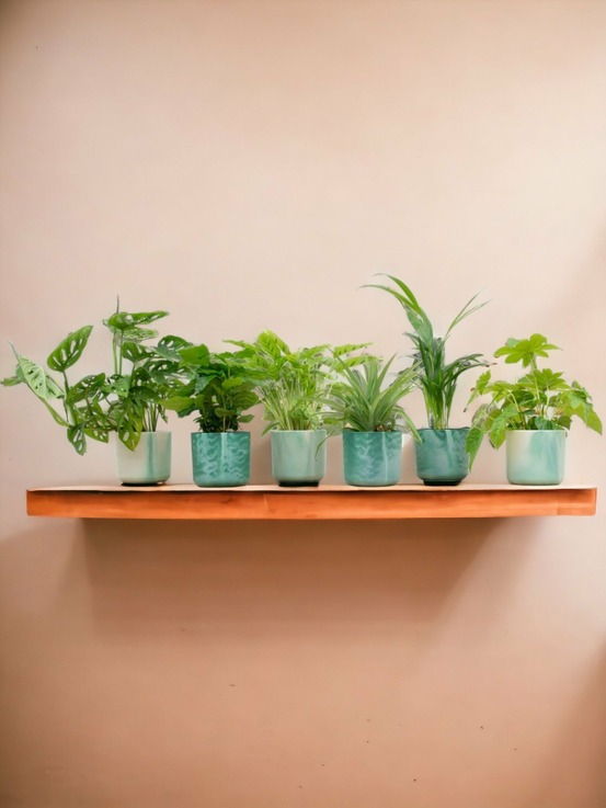 Lot de 6 - d'intérieur + cache-pot - h30 cm - ø14 cm