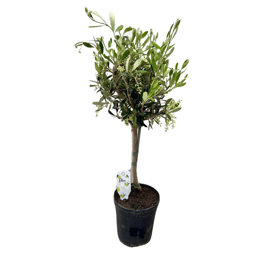 Olea - ø15cm - ↕60cm - plantes d'intérieur