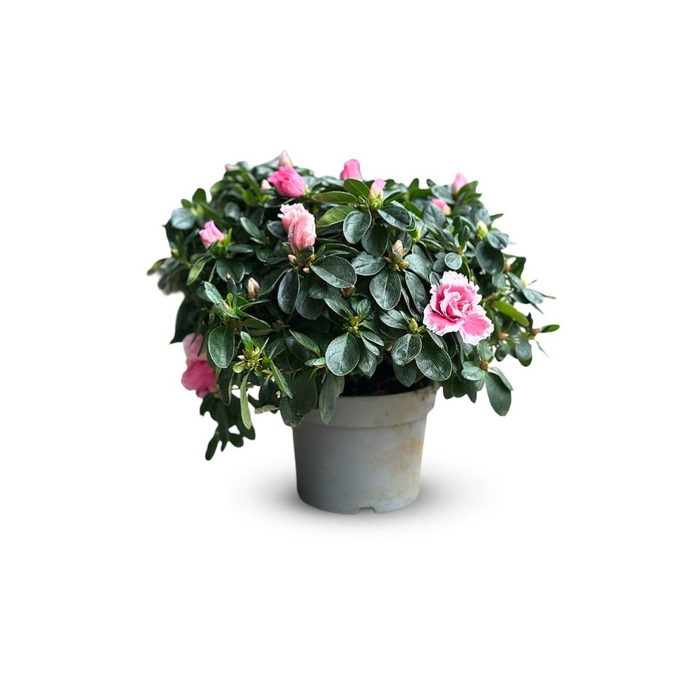 Azalée indica - plante d'intérieur - ↕ 40-50 cm - ⌀ 18 cm - fleur rose