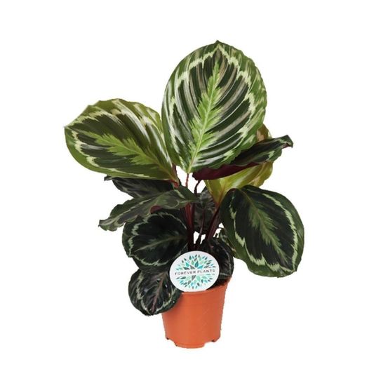 Calathea medallion - h45 cm - ø14 cm
