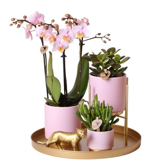 Ensemble de plantes vertes avec orchidée rose et accessoires