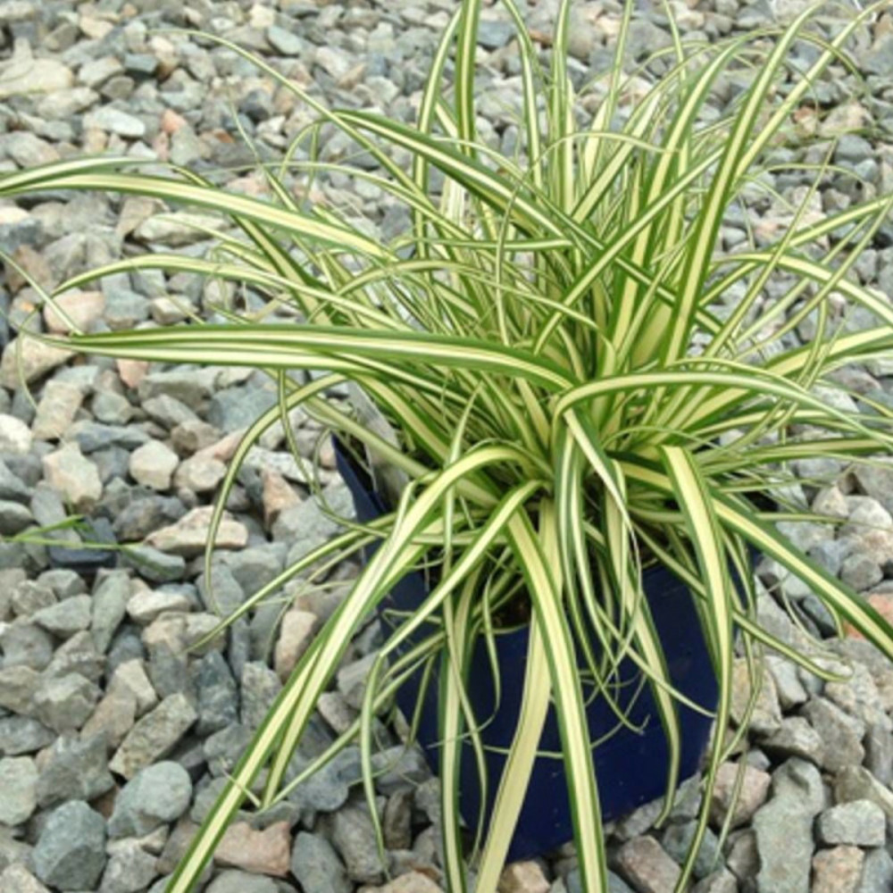 Laîche d'oshima evergold pot de 3l - 20/40 cm