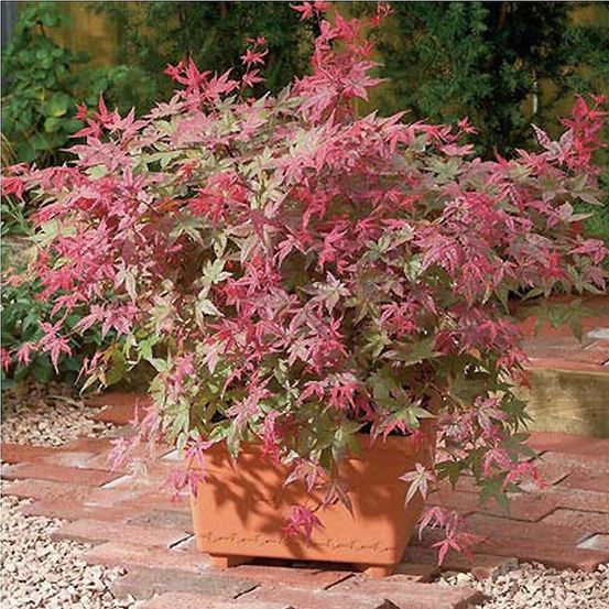 Érable du japon 'beni maiko' pot de 12l/15l, demi-tige