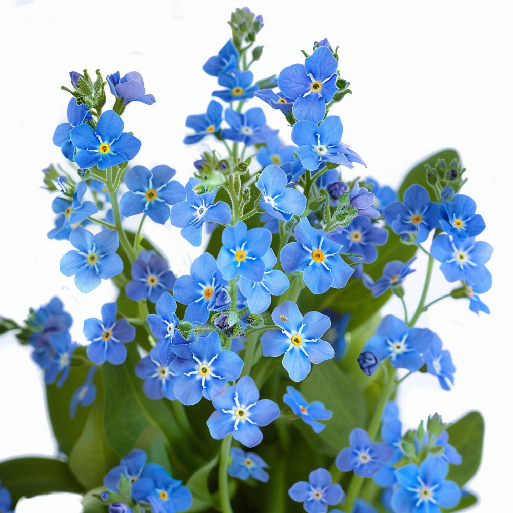 500 graines de myosotis royal bleu - semisauvage permaculture