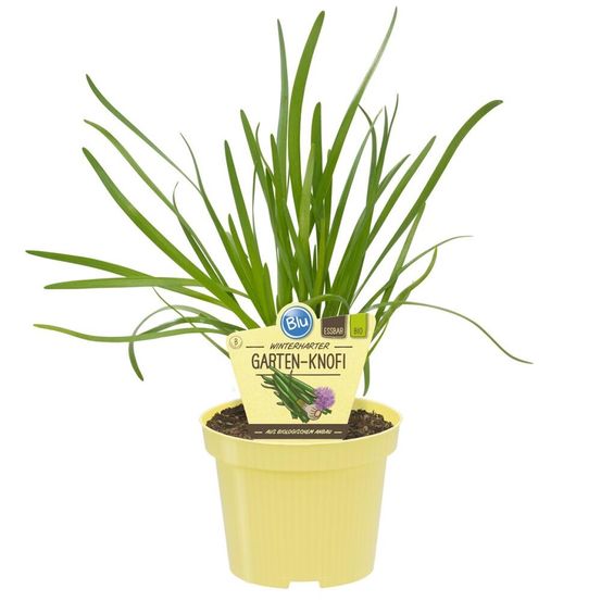 Ail du jardin qualité bio - allium hybride - plante aromatique en pot de 12cm