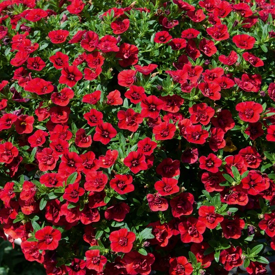 Mini-pétunia à fleurs doubles rouges - le pot / ø 10,5cm, vendu par lot de 2