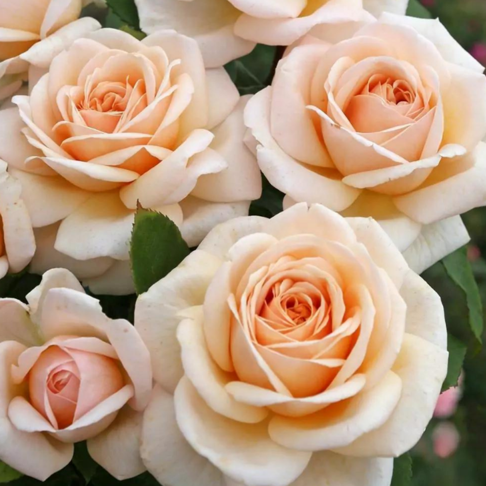 Rosier orange courage hybride - racines nues