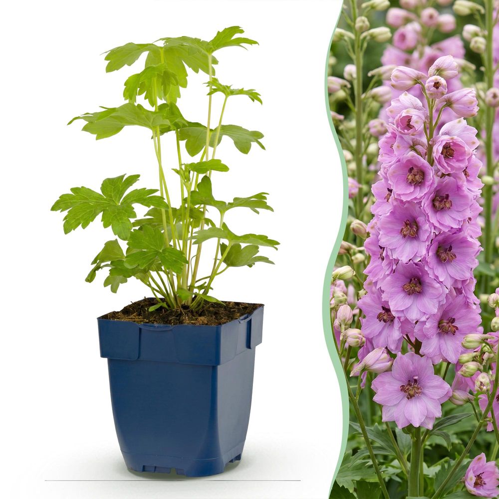 Delphinium astolat - lot de 3 - h 15-25 cm, pot ø11 cm