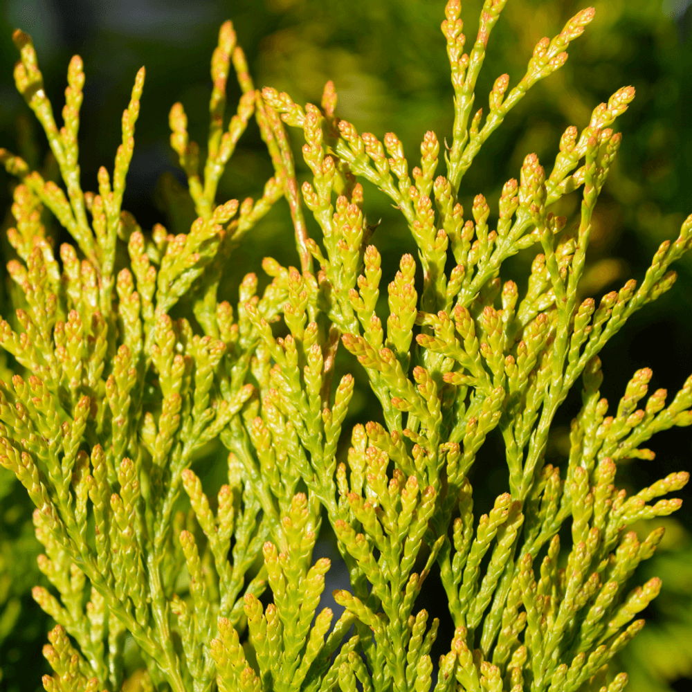 Cyprès de leyland castlewellan gold - cupressocyparis leylandii castlewellan 80cm en pot