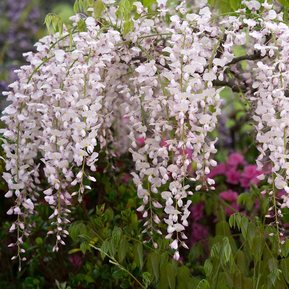 Glycine japonaise 'lipstick' pot de 1,5l/2l