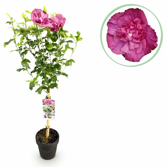 Hibiscus magenta chiffon® – pot 19 cm – hauteur 90 cm