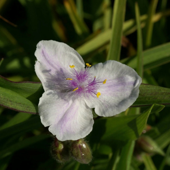 Éphémère de virginie domaine de courson godet - 5/20 cm