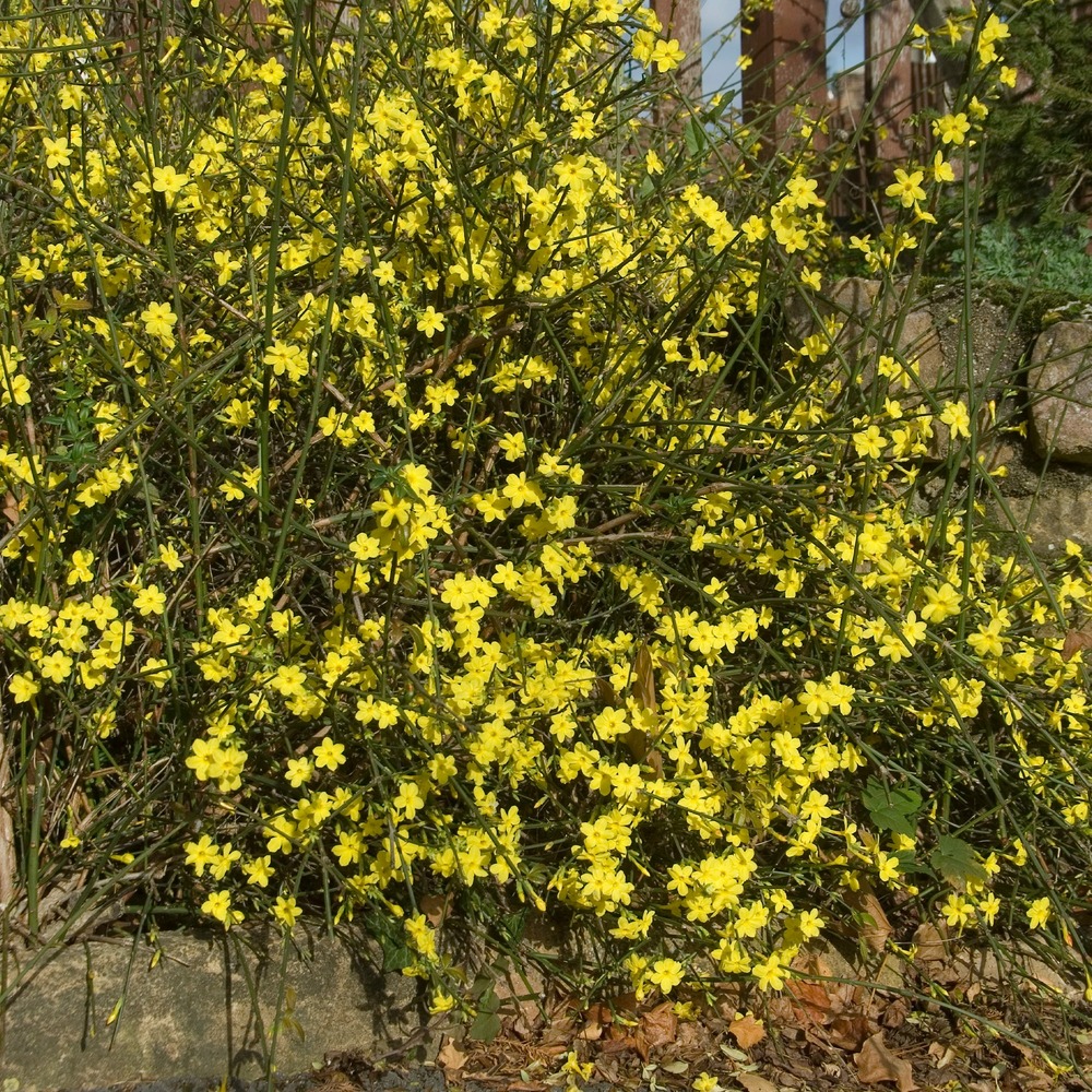 Jasmin d'hiver - le pot / 2l / hauteur livrée 30-40cm, vendu par lot de 2