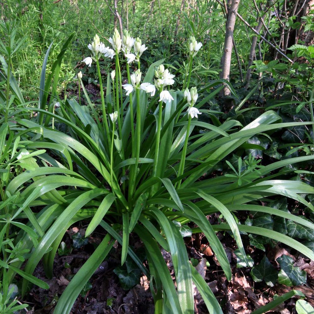 Jacinthe des bois 'alba' bulbe calibre 7+ (par 10)