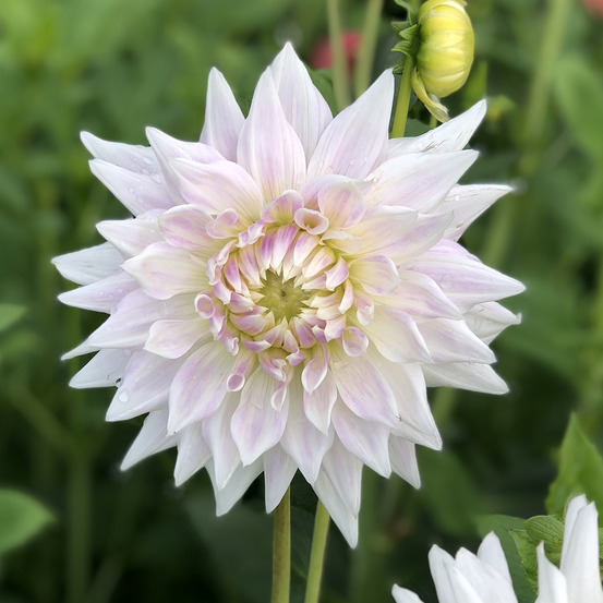 Dahlia semi-cactus 'clearview edie' bulbe calibre i
