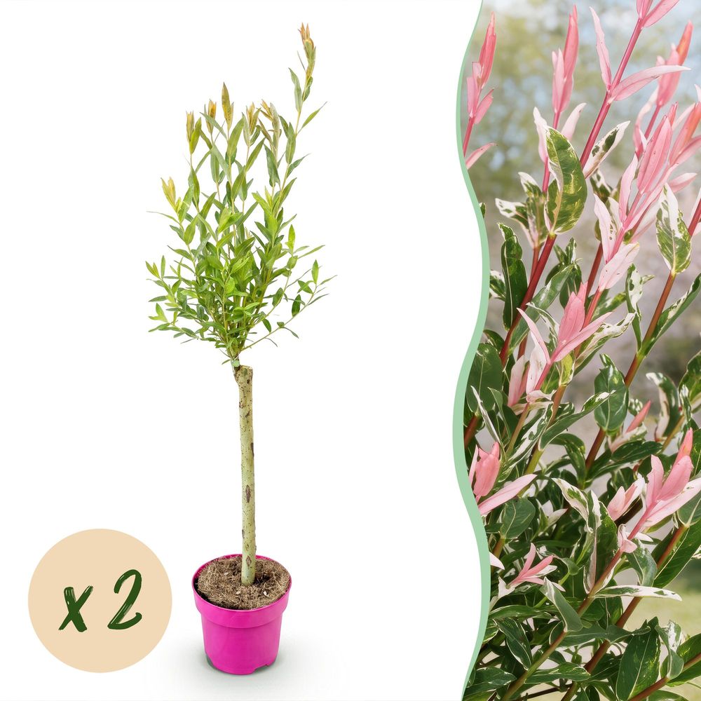 Saule crevette 'flamingo' - lot de 2 - pot 17 cm - hauteur 70-80 cm