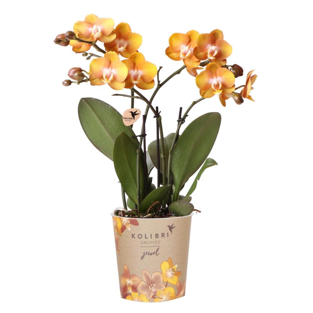 Orchidée phalaenopsis 'jewel las vegas' orange (phalaenopsis) - pot de 12cm - plantes d'intérieur