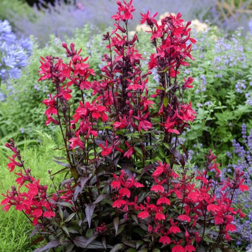 Lobelia russian princess lot de 9 godets