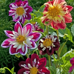 Dahlia variabilis 'dandy improved mix ' le sachet de 50 graines environ (0,5g)