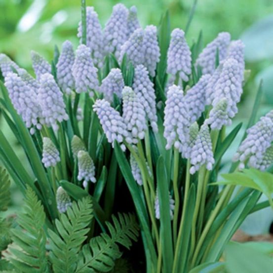 Muscari neglectum 'valerie finnis