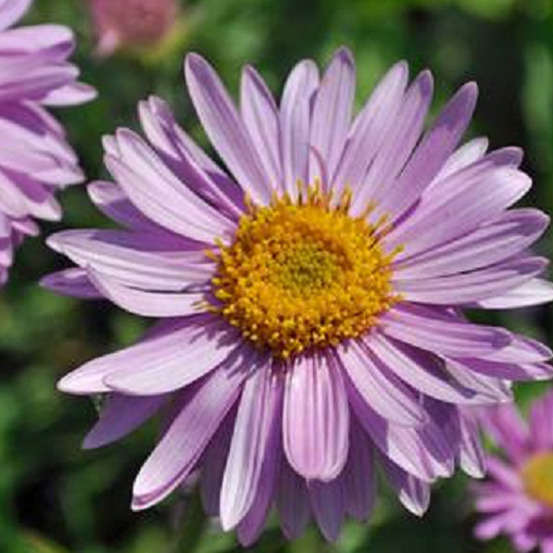 6 x aster des alpes 'happy end' - aster alpinus 'happy end' - godet 9cm x 9cm