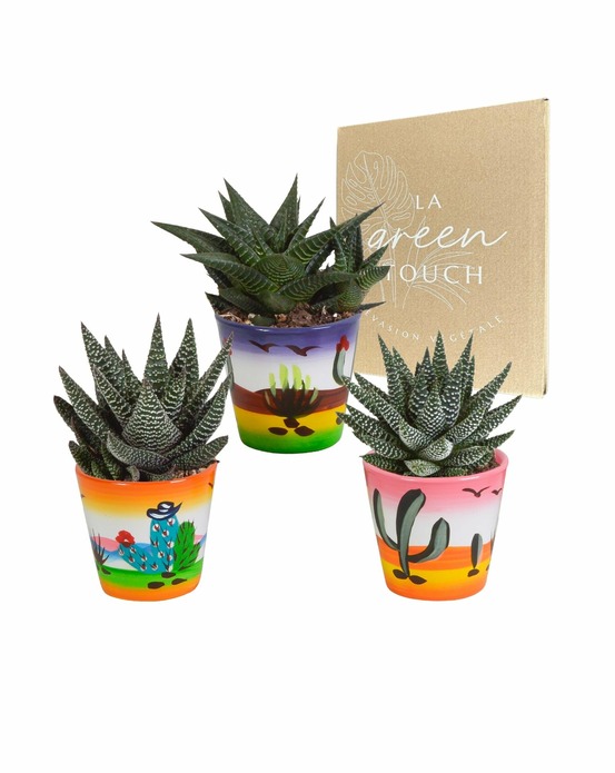 Trio de gasteria/haworthia h18cm