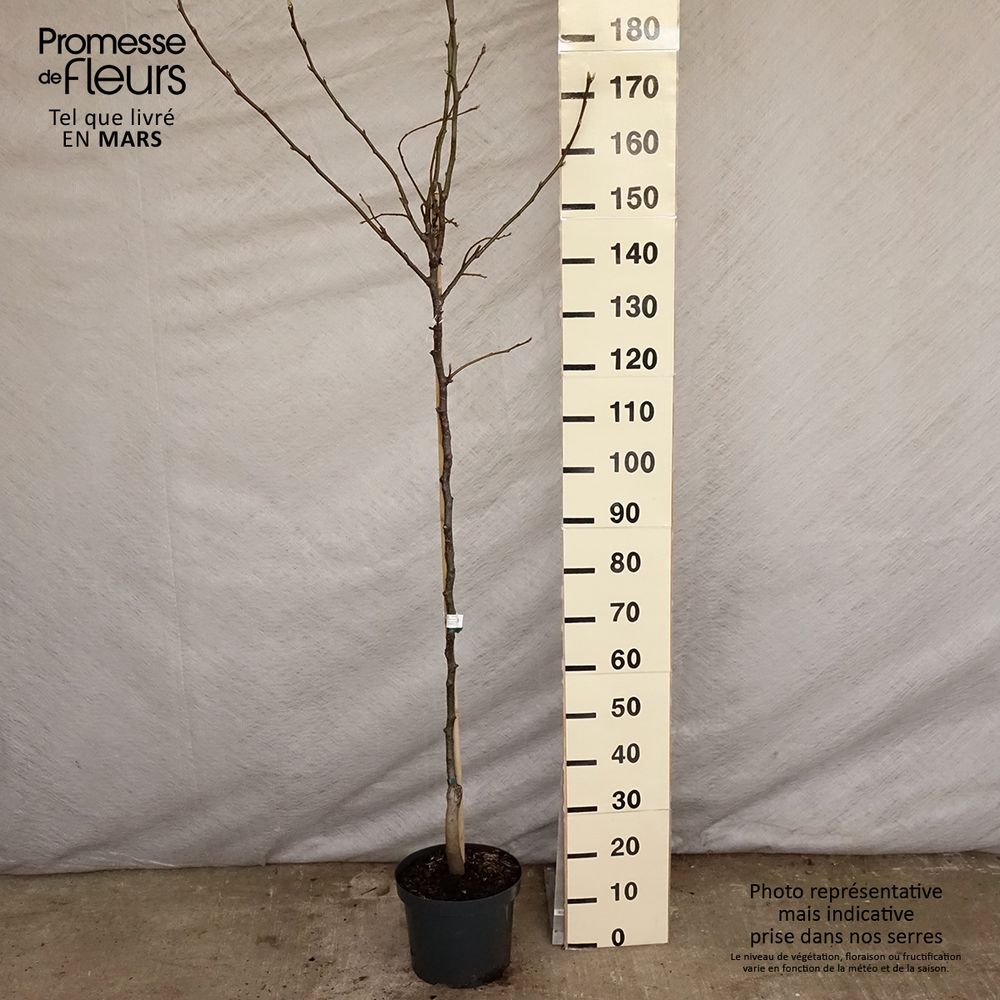 Nashi 'nijisseiki' pot de 7,5l/10l, demi-tige