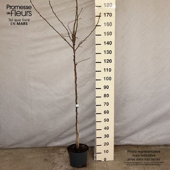 Nashi 'nijisseiki' pot de 7,5l/10l, demi-tige