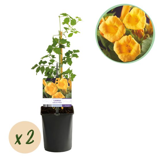 Bignone 'flava' - pot 11 cm - hauteur 40 cm - plante d'extérieur