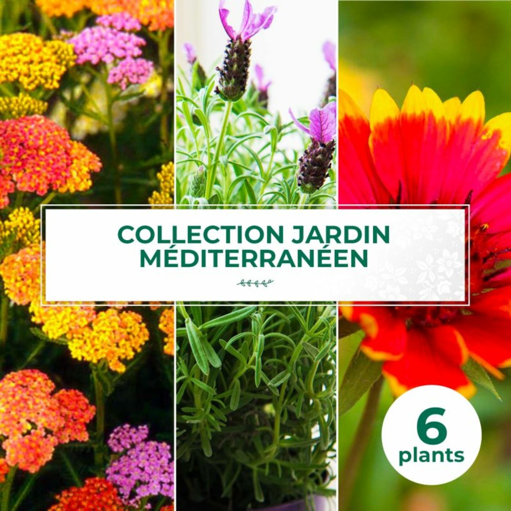 Collection de 6 vivaces pour jardin méditerranéen