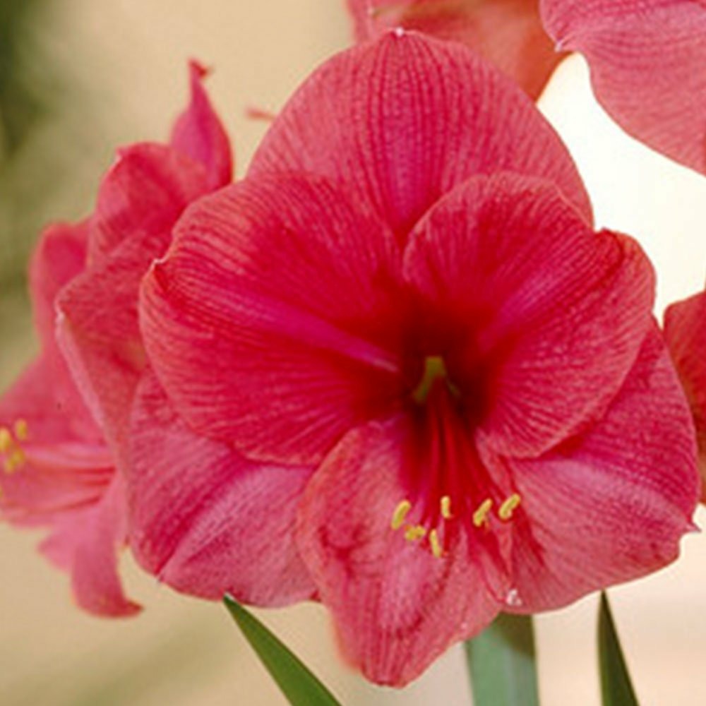 Bulbe D'Amaryllis En Cire Décoré Sapin De Noël - Pousse Sans Eau Ni Terre - Décoration Florale De Fêtes, 15-25 Cm