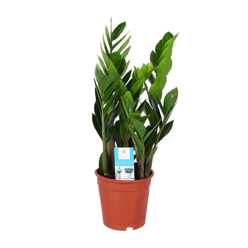 Zamioculcas zamiifolia - ø17cm - ↕60cm - plantes d'intérieur