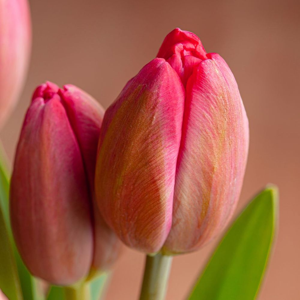 Tulipe pluriflore 'happy family' bulbe calibre 12+ (par 10)