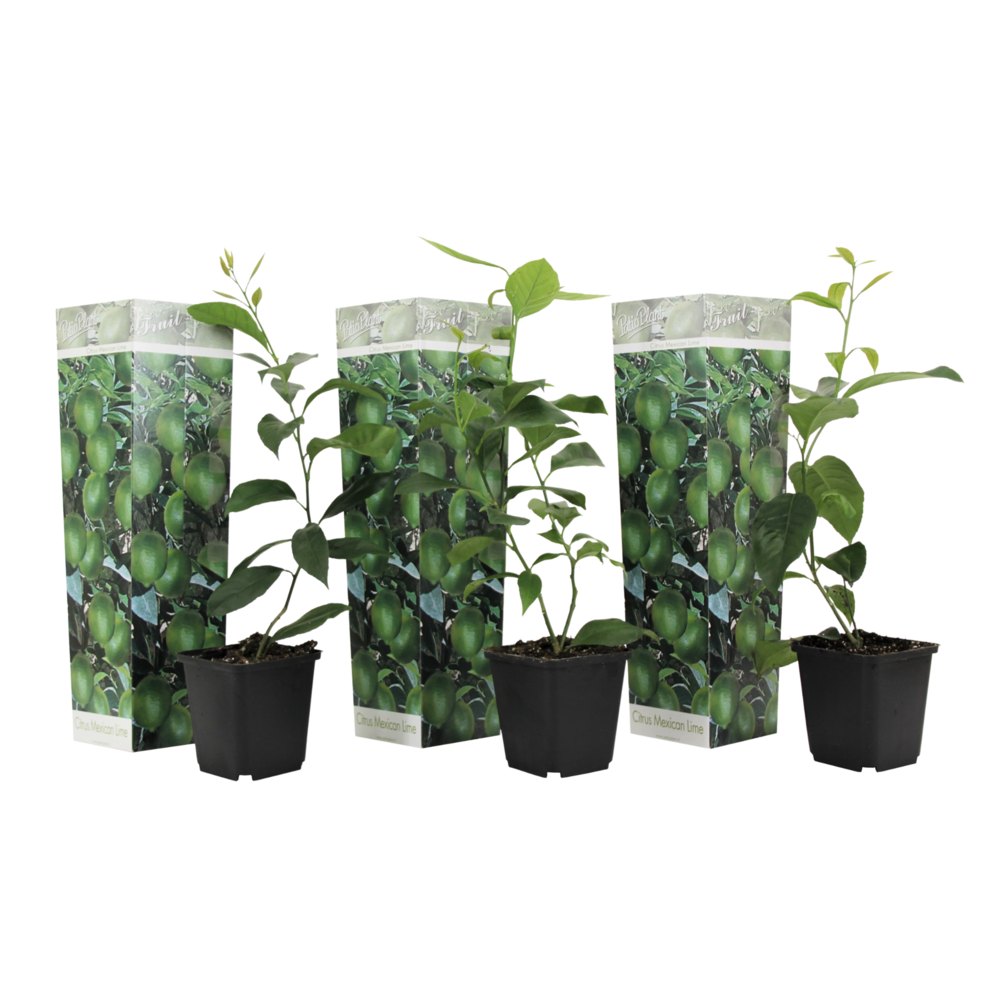 Citronnier - set de 3 - citrus aurantifolia - hauteur 25-40cm - ⌀9cm