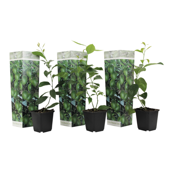Citronnier - set de 3 - citrus aurantifolia - hauteur 25-40cm - ⌀9cm