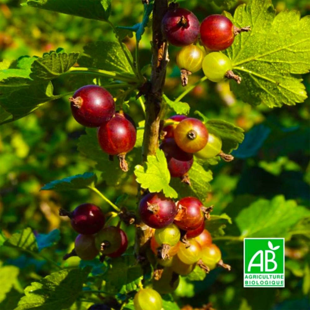 Casseille 'Anita' BIO…