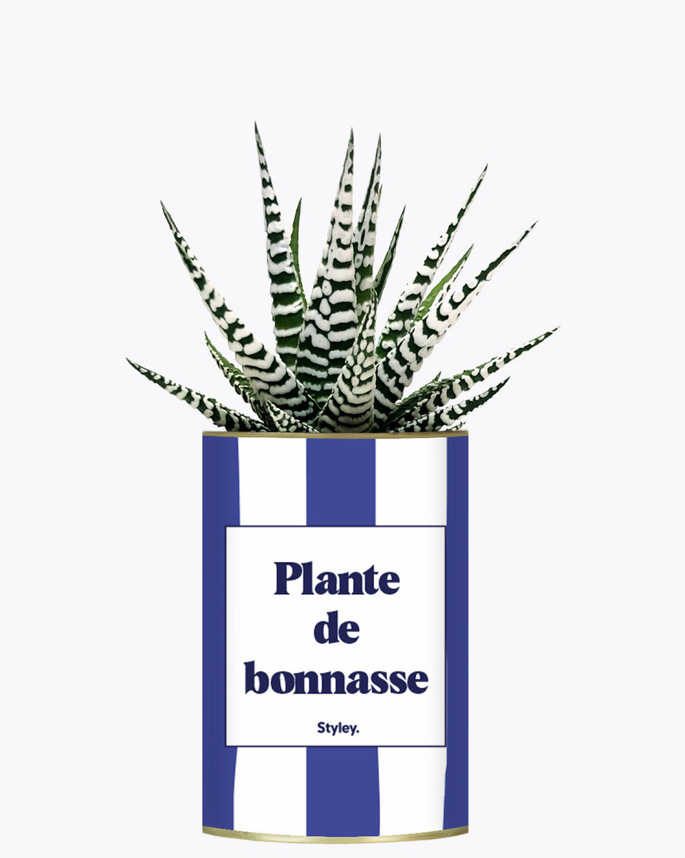 Plante facile à entretenir - plante de bonnasse - plante