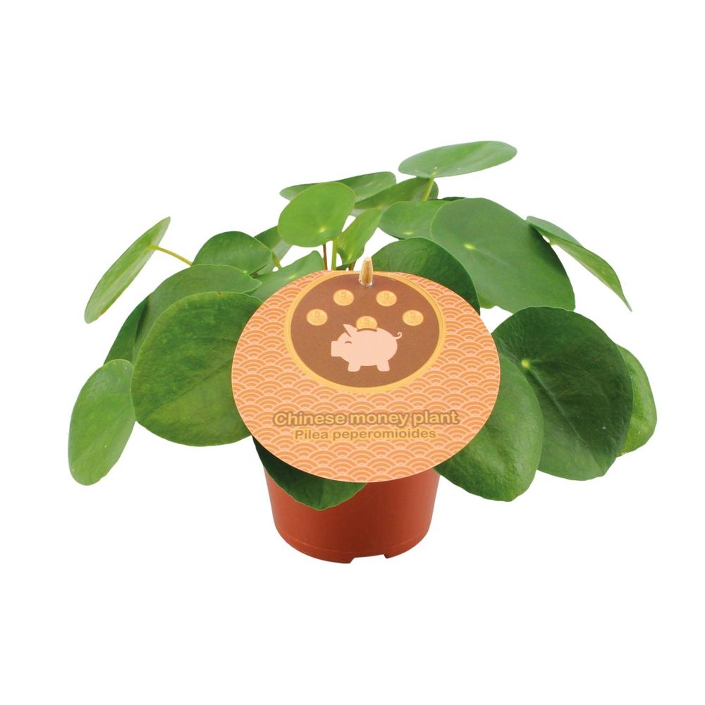 Pilea peperomioides - ø12cm - ↕20cm - plantes d'intérieur