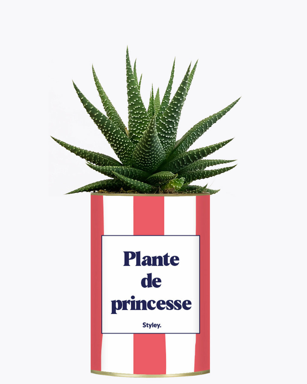 Plante facile à entretenir - plante de princesse - plante