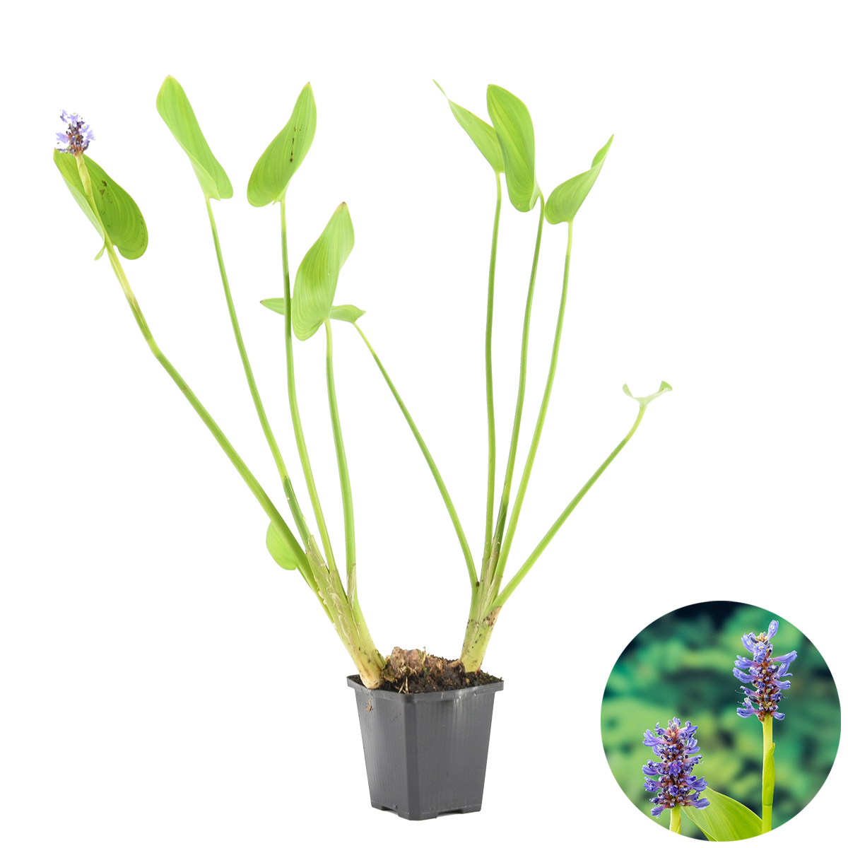 Herbe de brochet - pontederia 'cordata' - plante de bassin en pot de pépinière ⌀9 cm - ↕15 cm